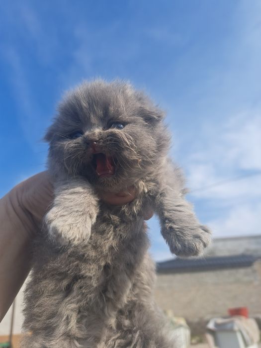 Продам шотландский скоттиш фолд