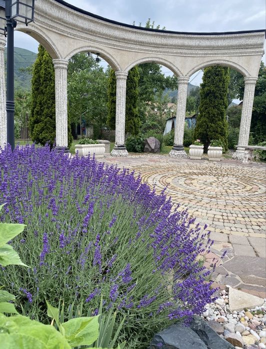 Продам Лаванду садовую