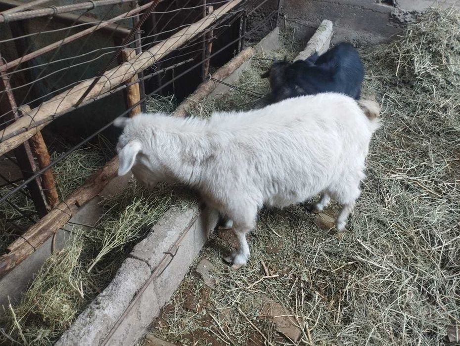 Заанен ешкілері лақтарымен