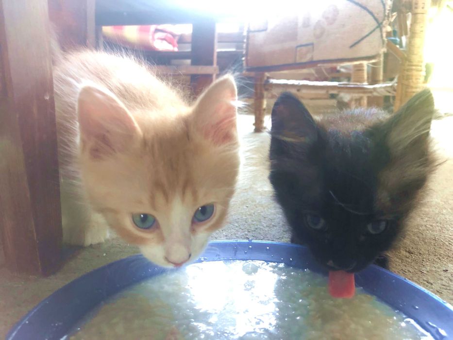 Подарявам котенца