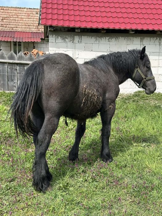 Vand pereche manze de un an