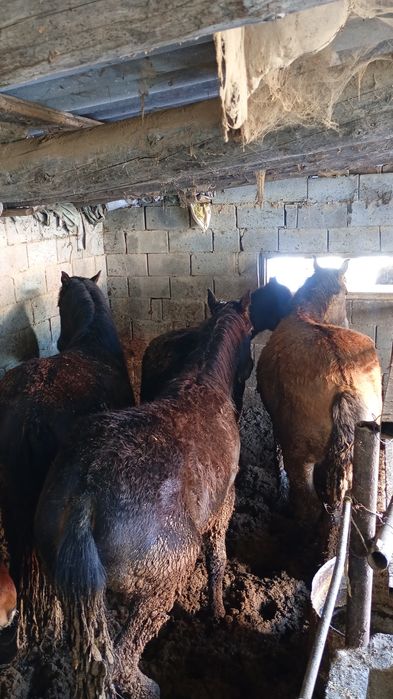 Жылқылар сатамын