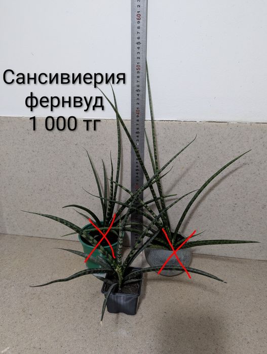 Цветы комнатные разные