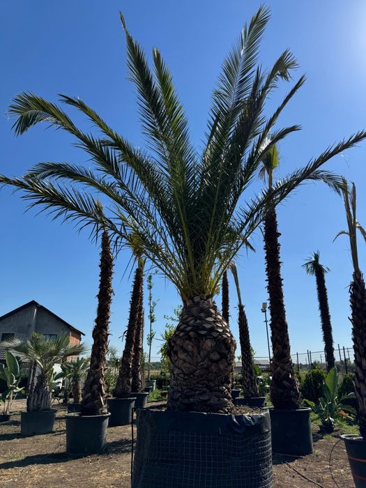 Palmieri Sterlitzia Leandri