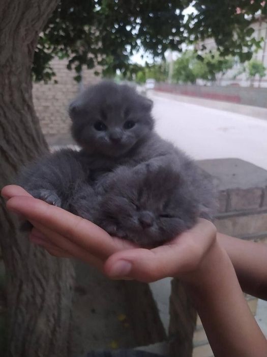 Британский мушукчалар