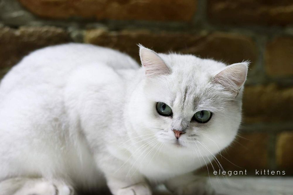 Британские Шотландские Серебристые поинт шиншиллы