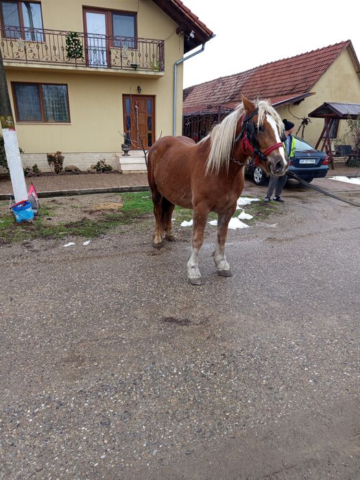 Vând manze 7luni, 3ani