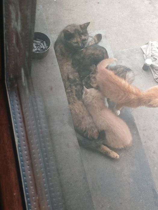 Котята дворянской породы