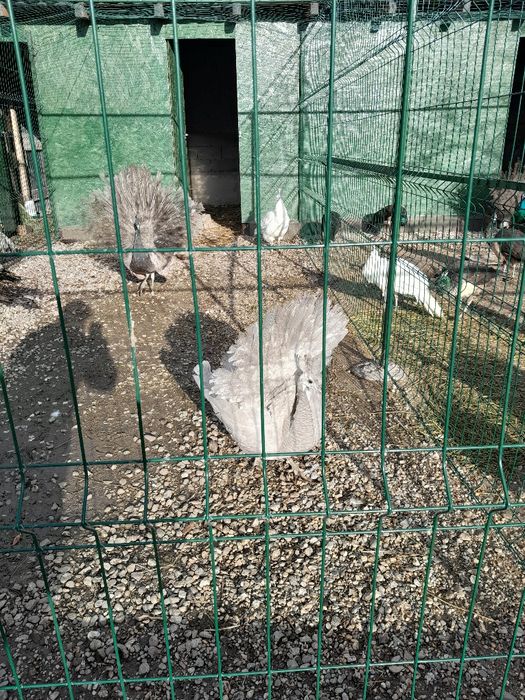 Pui de paun anul 2025