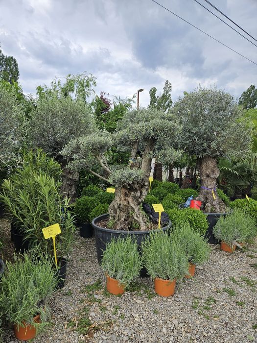 Vand maslin decorativ bonsai