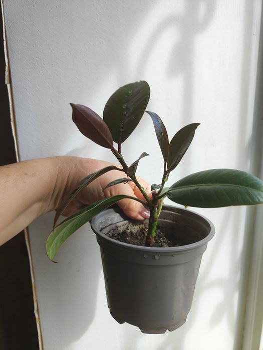 Цветы  Комнатные