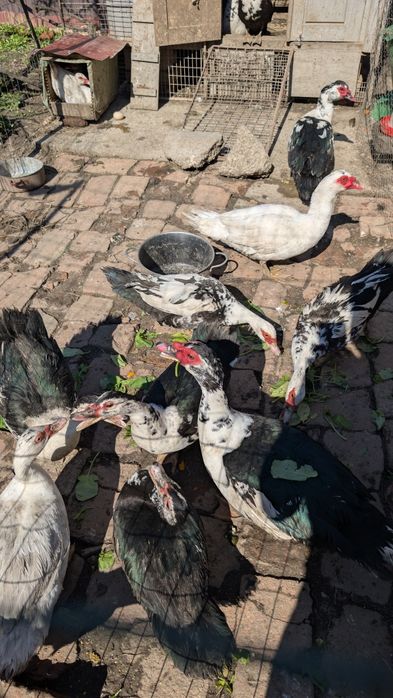 Vând ouă de rate mute pentru incubat