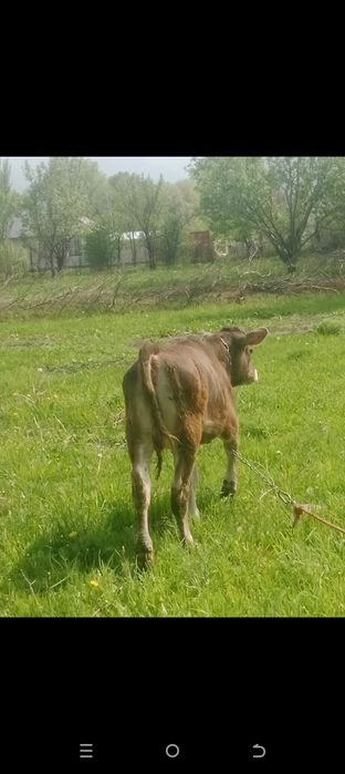 Продам телку 8 месяцев