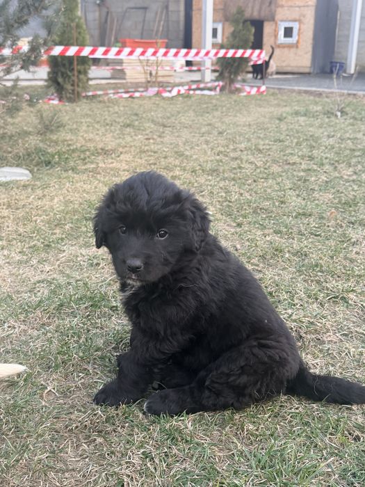 Отдам бесплатно в хорошие руки