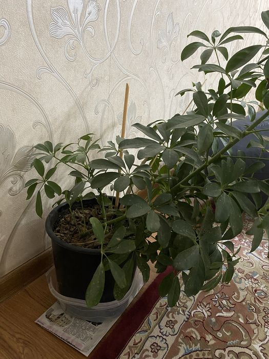 гул домашний, торг бар