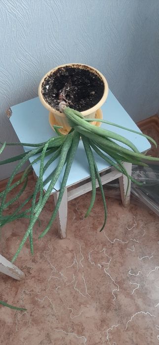 Продам цветы Алое Вера