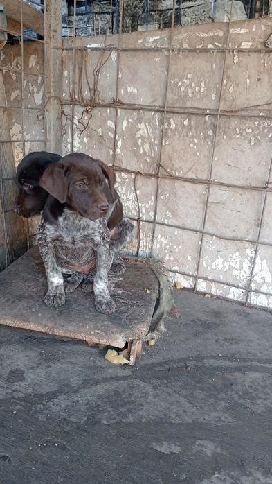 Щенки крусхаар 2 мец