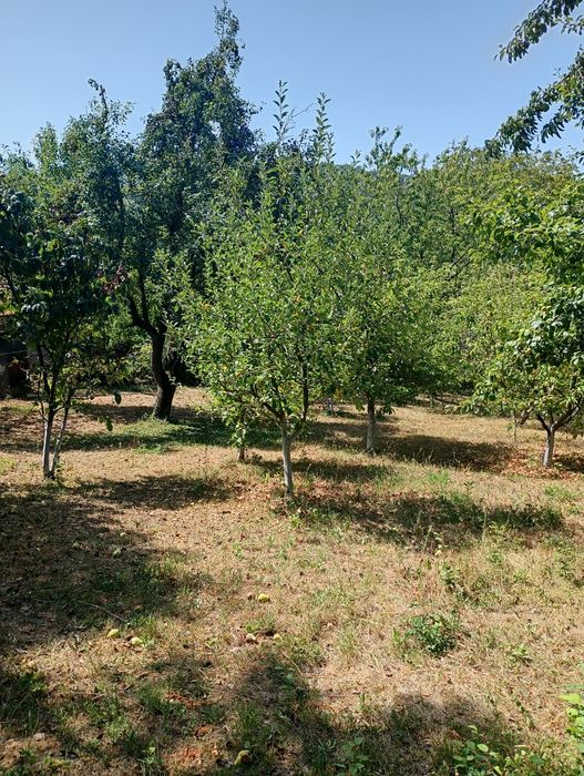 Продавам парцел в с.Типченица об.Враца