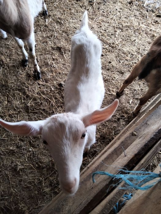 Iezi, carne de ied pentru Paste, livrare la domiciliu