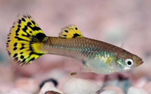 гупешки - гупешки