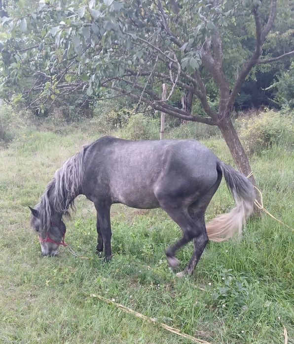 Cal mascul - 5 ani
