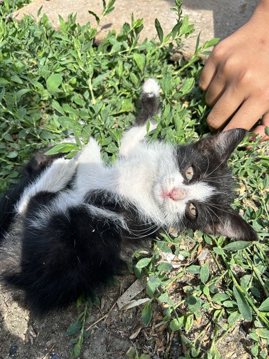 Котята, в добрые руки