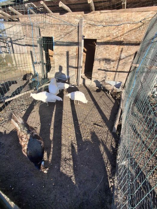 Pauni din 2025, si masculi cameo si violet din 2023