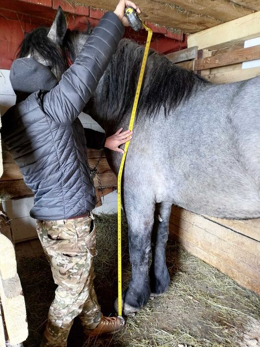 Vând mânz de doi ani ,rasa Percheron