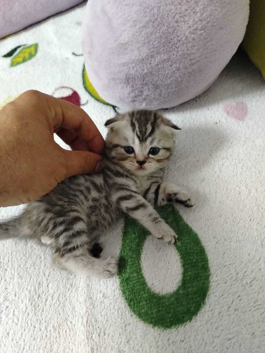 Продам замечательных вислоухих котят