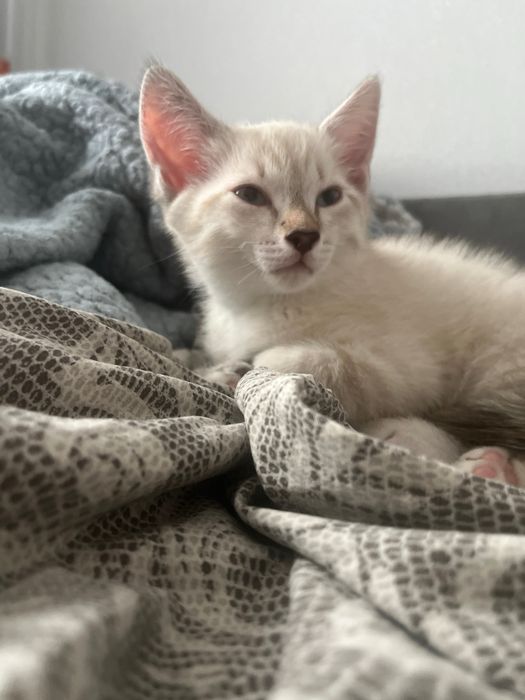 Котенок мальчик породистый