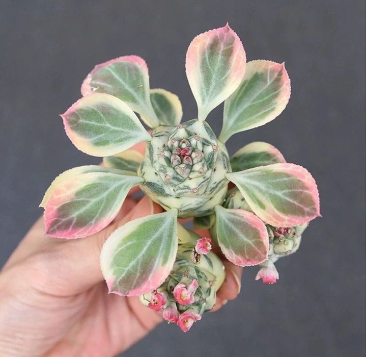 Euphorbia Growing Variegata