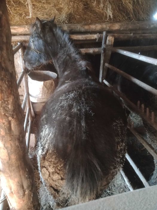 Продам таев с откорма