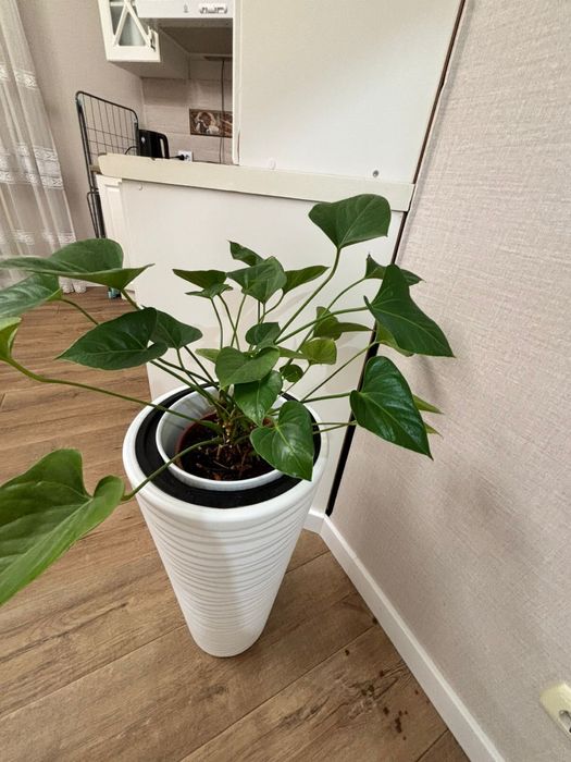 Домашние цветы в кашпо 5 шт