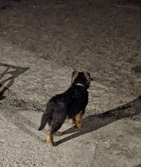 Овчарка немецкий еркек