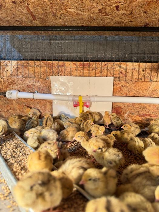 Вывод перепелов на заказ