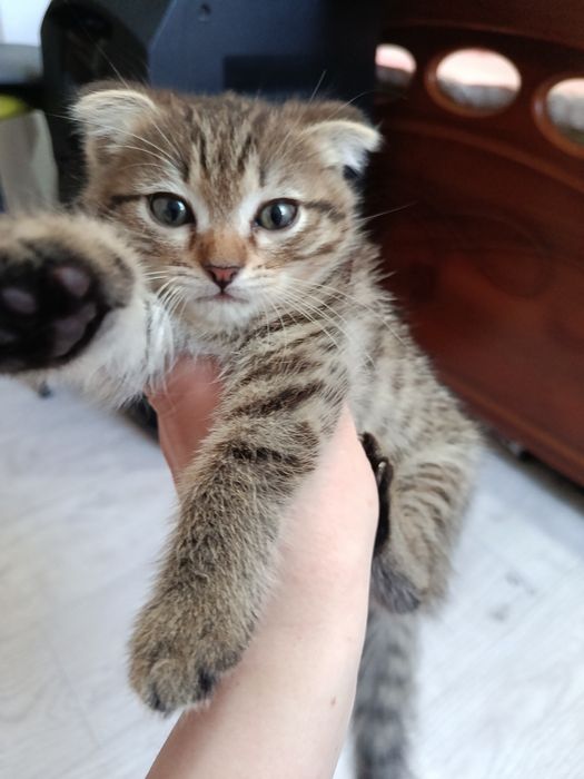 Отдам котят в добрые руки