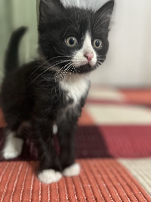 Отдам котят в добрые руки