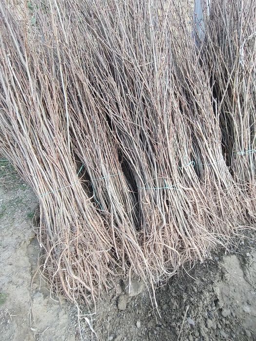 Puieti De calitate superioara cu dezvoltare dubla