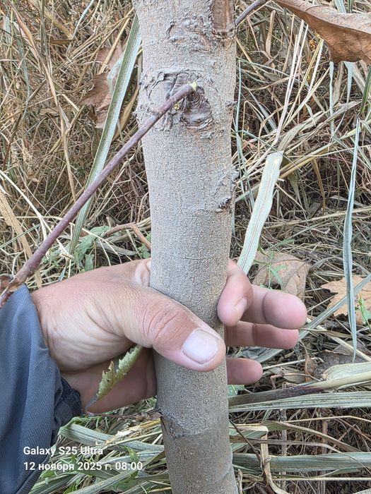 Чинор дарахт тошкентда