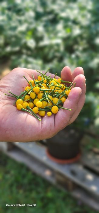 Ardei iute  Aji charapita