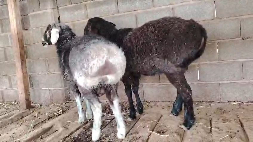 Қошқарлар сатылады