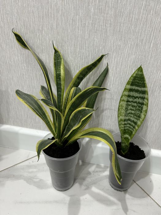 Продам сансевьеру голд