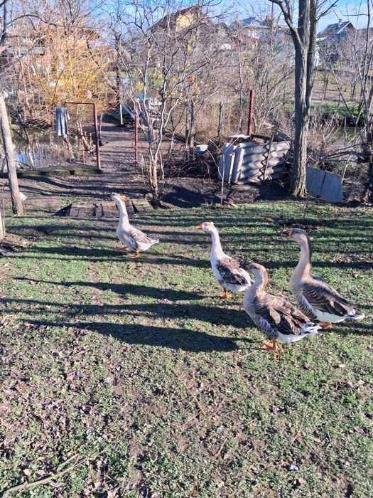 Gâște românești .