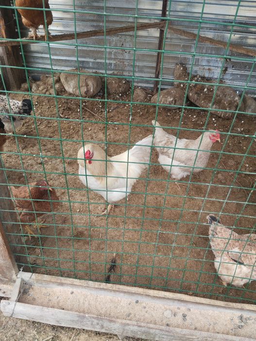 Қораздар сатылады