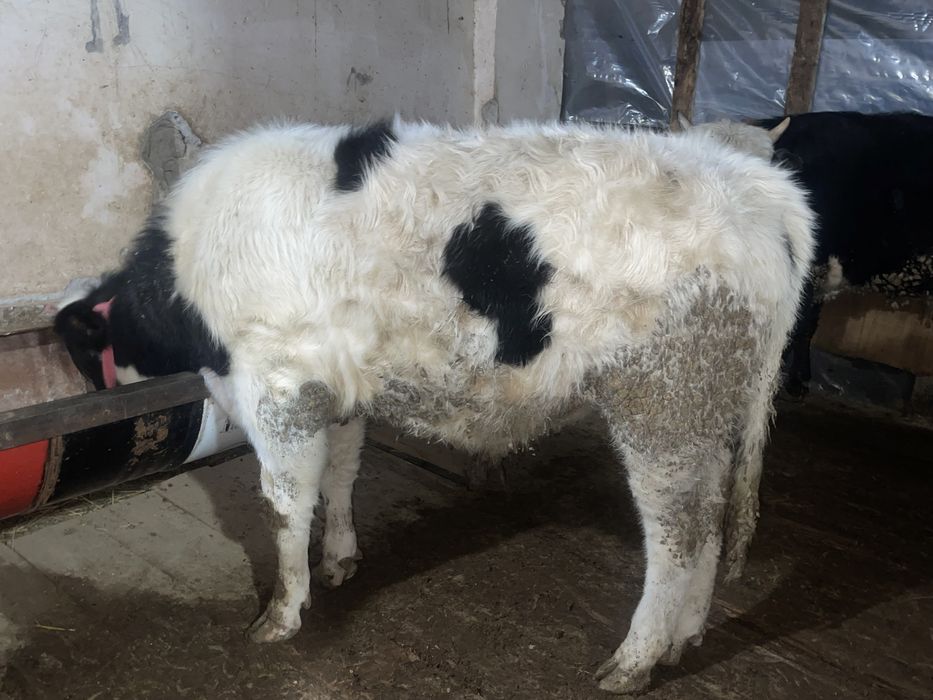 Өгіз бұқа еркек бұзау