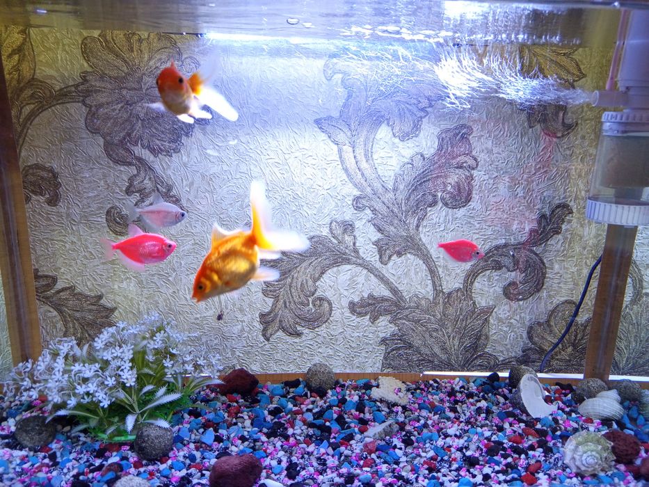 Аквариум с рыбками