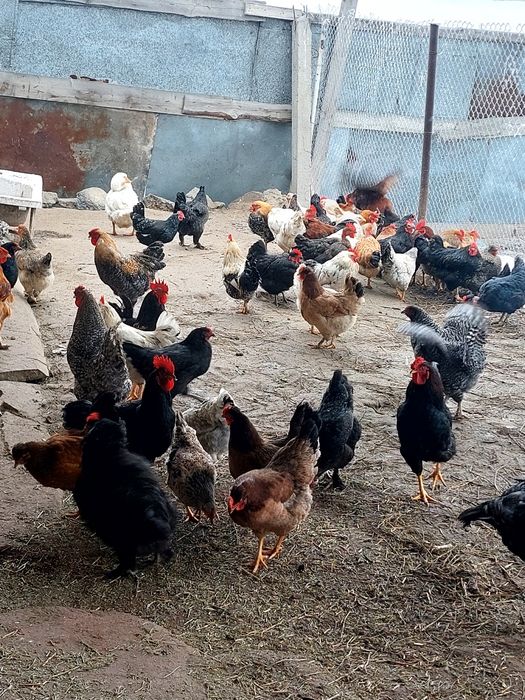 Куриные яйца домашние