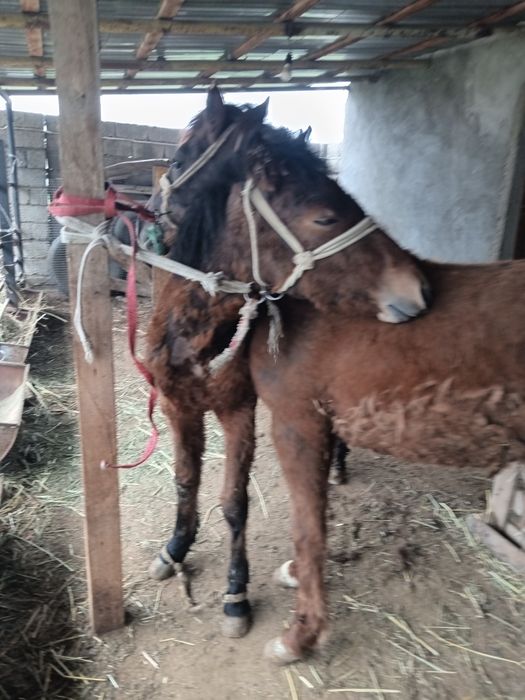 Бір жасар тайлар сатылады.