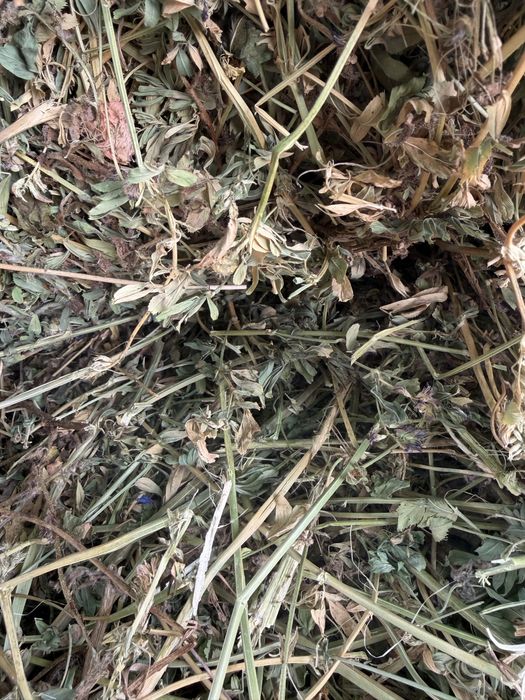 Клевер жонышка рулон