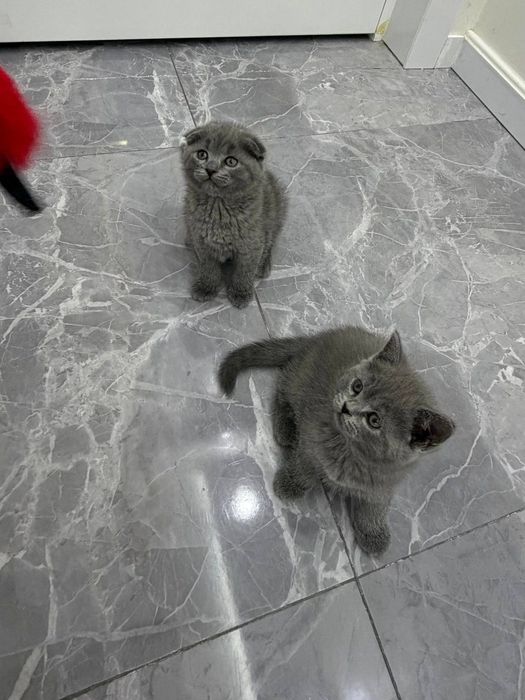 Британские котята
